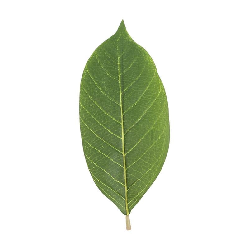 Artificial Green Magnolia Leav - Home Decor Catalog 评论和价格