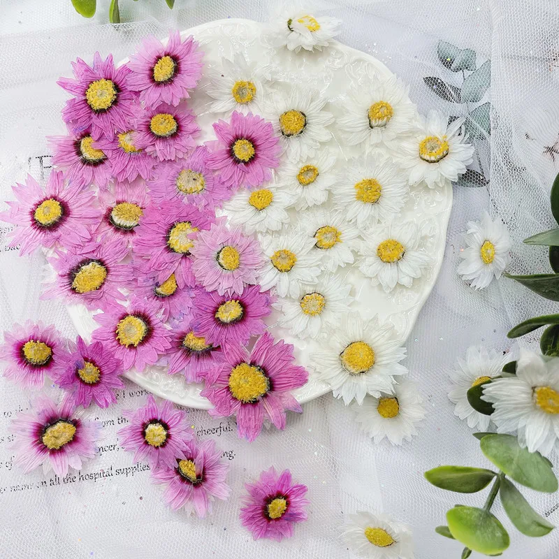 24pcs/2-4CM,Natural Pressed Fl - Home Decor Daisy 评论和价格